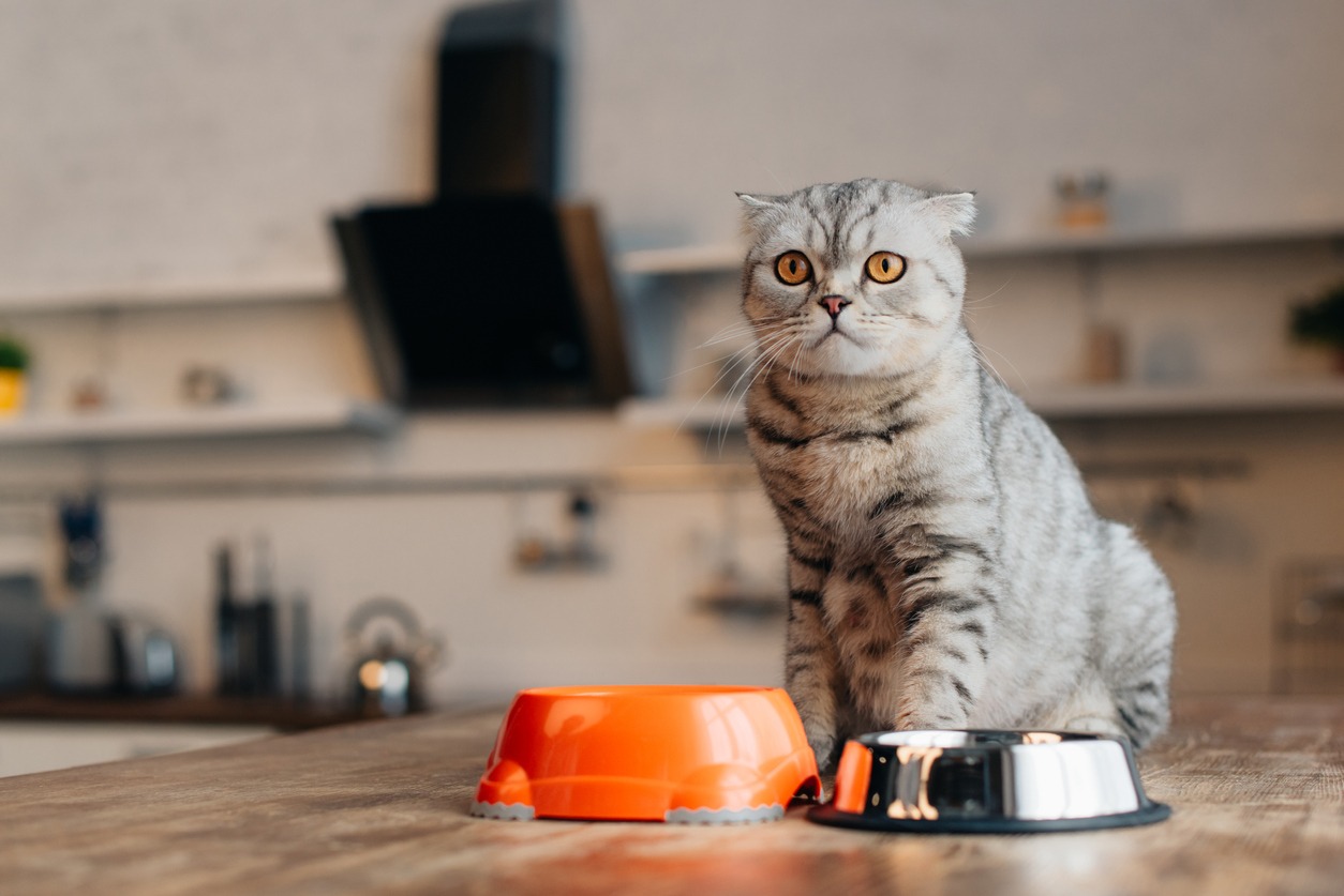 scottish fold cat sitting on table near bowls with pet food