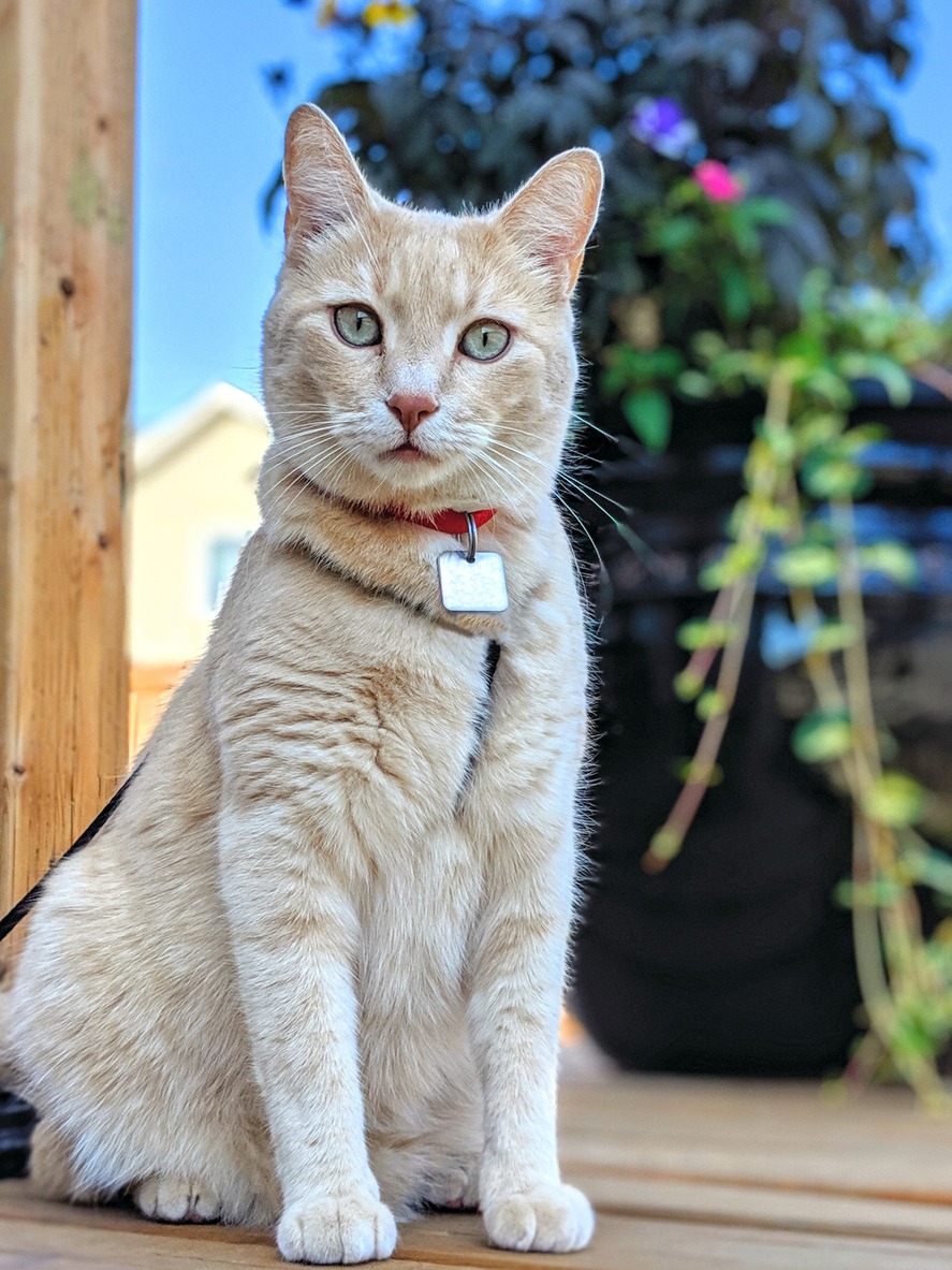 Ginger Cat Sitting in the Garden