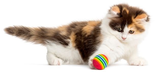 A cat with its toy