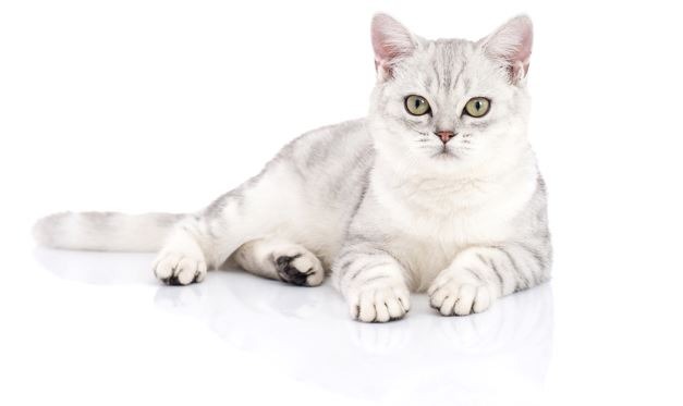 A photo of a white cat